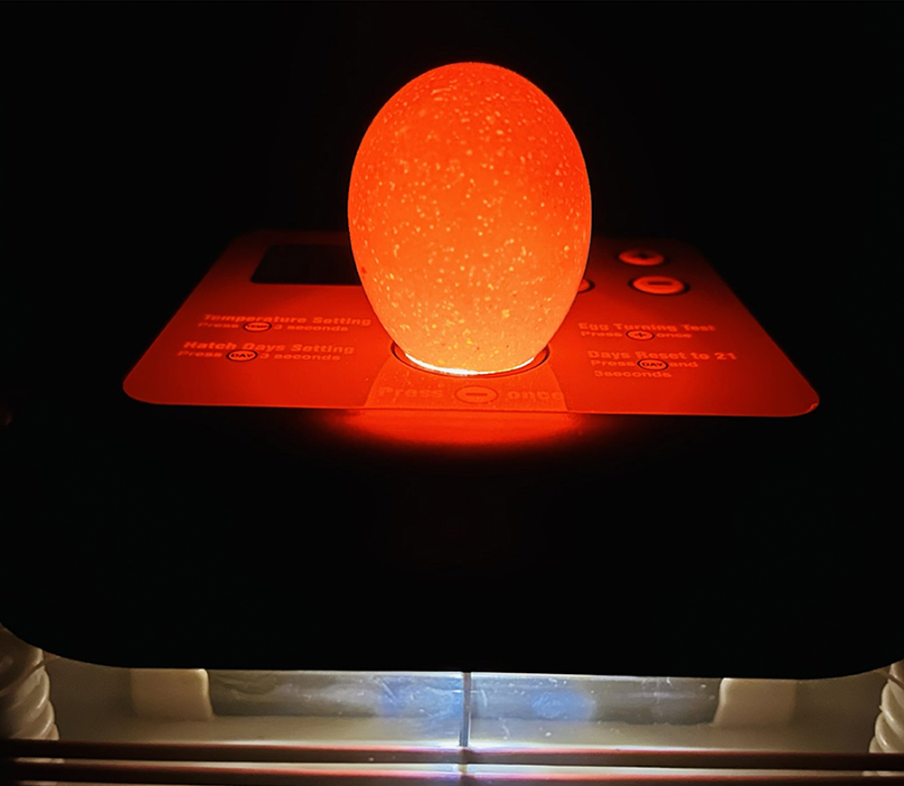 Incubator Demetra EU PROFI C-24 24 de ouă-5